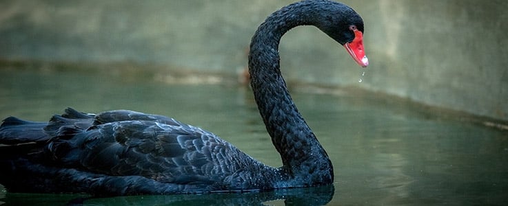 black swan in water