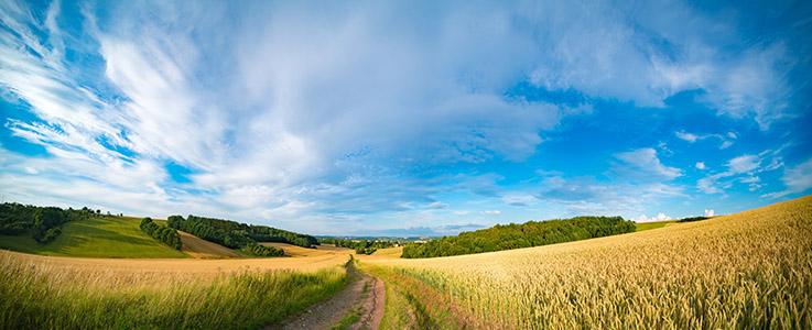 Panorama of wheat field in the morning in Kansas